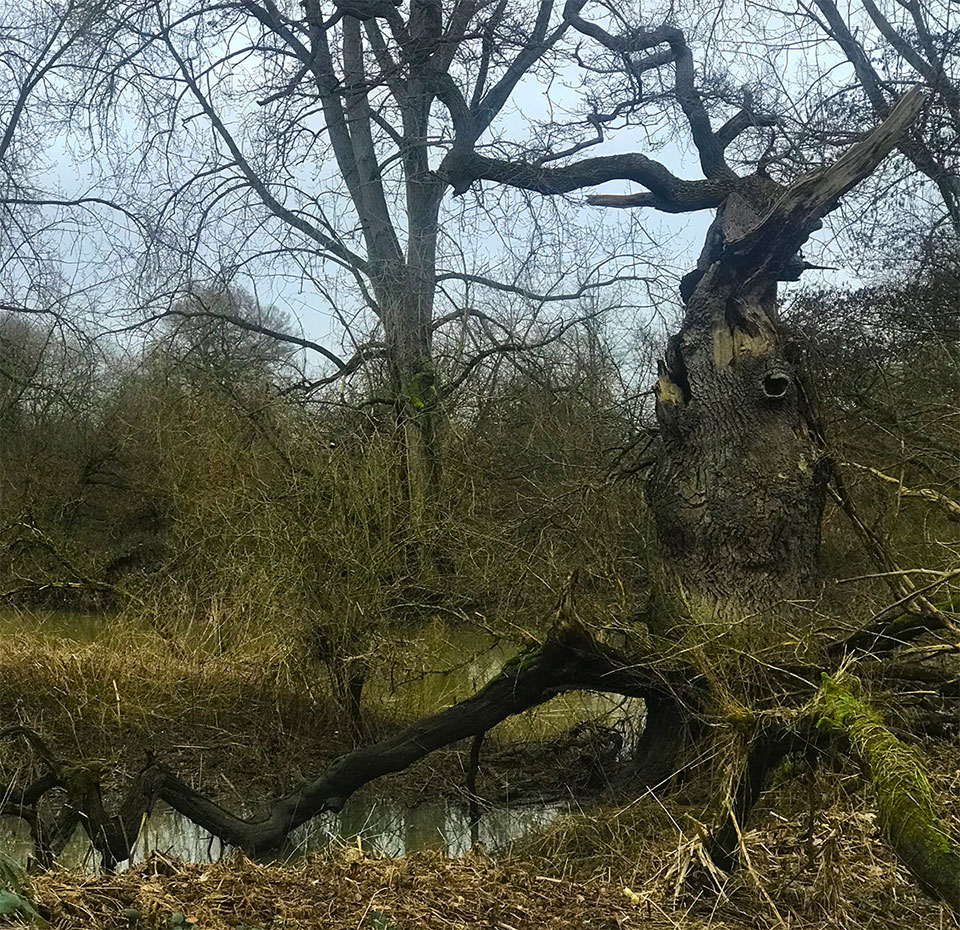 Oak tree on riverbank by Sophia Hayes